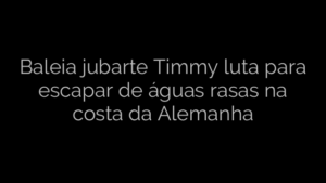 ​Baleia jubarte Timmy luta para escapar de águas rasas na costa da Alemanha 